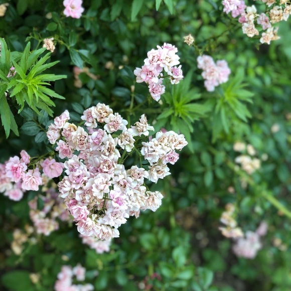 Meet your Posher, Tina - Picture 1 of 1